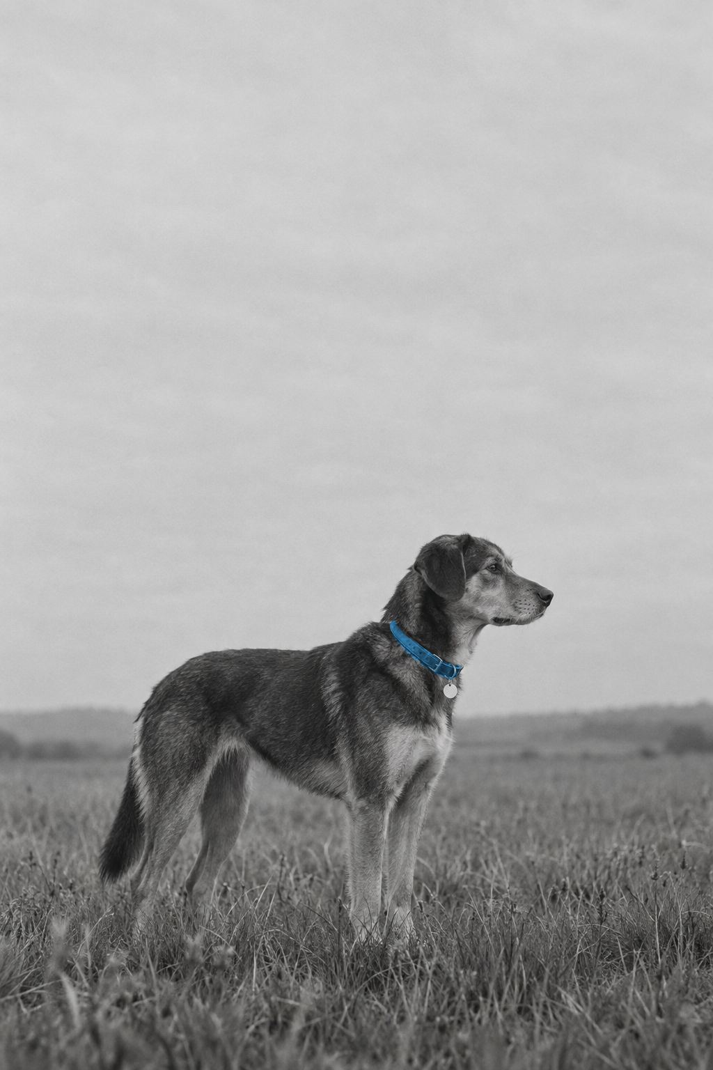 A black-and-white photograph of a dog in an open field, with a selectively blue collar and a small silver tag.